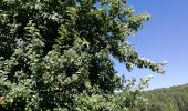 Tour Wandern Vianden - Randonnée au  Natuurpark à partir de Vianden - Photo 7