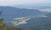 Tour Wandern Markirch - Col du Haut de Ribeauvillé - Rochers des Géants (Rother n°31) - Photo 18