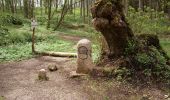 Trail On foot Gomadingen - Nebenweg des Schwäbischen Albvereins (gelbe Gabel) - Photo 9