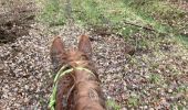 Trail Horseback riding Métairies-Saint-Quirin - Satis tivio  - Photo 6