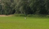 Percorso Marcia Sélestat - Sélestat le Grand Ried - balade dans la forêt de l'II - passerelles - Photo 4