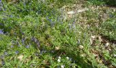 Trail Walking Houppeville - 20220412-La Breteque - Photo 11