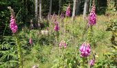 Tour Wandern Hohwald - Par les sommets autour du Hohwald - Photo 12