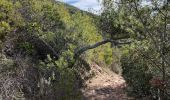 Trail Walking Le Pradet - Fort bayarde - Photo 11