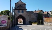 Trail Walking Dambach-la-Ville - Dambach - châteaux du Bernstein, de l'Ortenbourg et du Ramstein - Photo 1