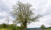 Tour Zu Fuß Rudolstadt - Rundwanderweg 4 - Photo 6