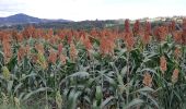 Randonnée Marche Montpeyroux - SUR LE CHEMIN DE L'ARKOSE - Photo 4