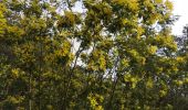 Trail Walking Bormes-les-Mimosas - les 3 cols Bormes les Mimosas  - Photo 3