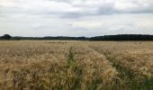 Tocht Stappen Graven - Randonnée autour de Grez-Doiceau - Photo 3