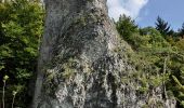 Tour Zu Fuß Waischenfeld - Waischenfeld Rundwanderweg Blauer Ring - Photo 1