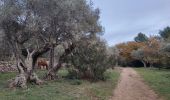 Trail Walking Le Revest-les-Eaux - Les hauteurs de La ripelle - Le revest Les eaux - Photo 1