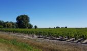 Tocht Stappen Saint-Laurent-Médoc - autour de Pauillac  - Photo 2