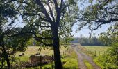 Tocht Stappen Durbuy - Petit-han à travers bois - Photo 7