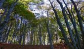 Trail Walking Saou - asptt le grand pomerole - Photo 6