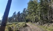 Randonnée Marche Theux - les digues . etang de chawion . devant staneux . les digues - Photo 7