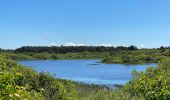 Trail On foot Terschelling - Sparrenlaan en Groene Pollen - Photo 6