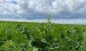 Tocht Stappen Tervuren - Le long du Voer - Photo 13