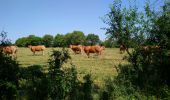 Tocht Stappen Courcelles-de-Touraine - Courcelles-de-Touraine - 15.6km 110m 4h05 (45mn) - 2023 06 07 - Photo 6