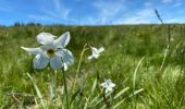 Trail Walking Recoules-d'Aubrac - Au temps des fleurs et des genêts - Photo 15