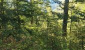 Trail Walking Xonrupt-Longemer - randonnée sur 2 jours des 5 lacs dans les Vosges ( longemer, blanchemer, lispach, Retournemer, de la lande) - Photo 11