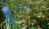 Randonnée Marche Uccle - Forêt de Soignes - Photo 1