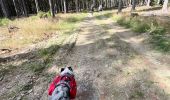 Trail Walking Vielsalm - Initiation bivouac j1 - Photo 10