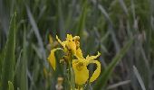 Tour Wandern Ottignies-Louvain-la-Neuve - Lauzelle - Circuit Natura 2000, des sites qui valent le détour ! - Bw01 - Photo 1