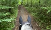 Trail Horseback riding Étalle - Etalle 11 km - Photo 10