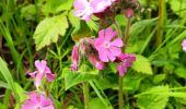 Randonnée Marche Anthisnes - anthisne . vien . les floxhes . la rock . les stepennes . anthisnes  - Photo 10