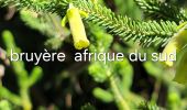 Tocht Stappen Rayol-Canadel-sur-Mer - Qui prend racine en bord de mer ? - Photo 16