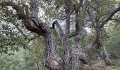 Tour Wandern Laroque-des-Albères - La Roque des Alberes, randonnée et botanique - Photo 6