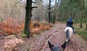 Percorso Equitazione Habay - Forêt de Rulles - Photo 1