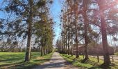 Tocht Stappen Soultz-sous-Forêts - Le sentier des cimes depuis Soultz - Photo 4