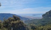 Trail Walking Le Revest-les-Eaux - Le tour du mt Caume - Photo 7