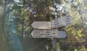 Trail On foot Bad Rippoldsau-Schapbach - Grenzweg - Photo 5