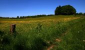 Tour Zu Fuß Unknown - Roden Skov, rød rute - Photo 10