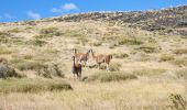 Trail Walking Cochrane - Lago de Cisne - Photo 15