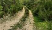 Trail Walking Prats-de-Mollo-la-Preste - col du miracle a pratiquement de mollo - Photo 15
