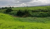 Trail Walking Basse-Pointe - Exploitations agricoles en boucle N°1 - Photo 2