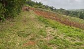 Tour Nordic Walking Petit-Bourg - Forêt de celus  - Photo 2