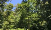 Randonnée Marche Courniou - Prouilhe et la Route forestière de la corniche - Photo 4