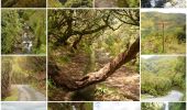 Trail On foot Calheta - Levada do Alecrim - Photo 9