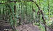 Trail Walking Leuze-en-Hainaut - balade des 7 meuse - Photo 1