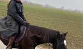 Trail Horseback riding Pecq - warcoing - Photo 1