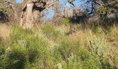 Randonnée Marche Bormes-les-Mimosas - bormes forêt domaniale des Maure Pera- le Boeuf - Photo 1