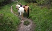 Trail Horseback riding Turquestein-Blancrupt - petit donon  - Photo 5