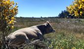 Randonnée Marche Peyre en Aubrac - le circuit des croix en partant de Aumont Aubrac  - Photo 8