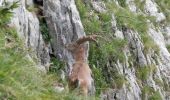 Randonnée Marche Glières-Val-de-Borne - BARGY: PARADIS - LAC DE LESSY - Photo 12