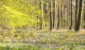 Tocht Stappen Gerpinnes - En prévision des jacinthes des bois  - Photo 1