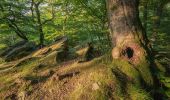 Percorso A piedi Sconosciuto - Wald-Erlebnispfad - Photo 8